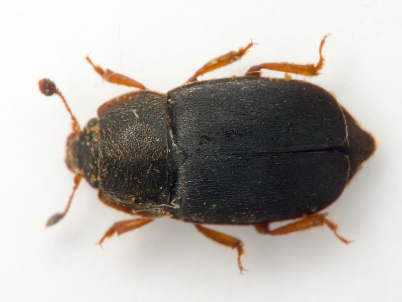 Nitidula rufipes (Linnaeus, 1767)
